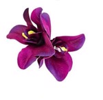 Hårblomst - dobbelt tropisk blomst på hårklips, lilla